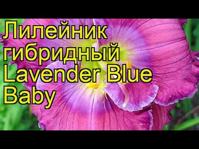 Лилейник гибридный Лаванда Синий Ребенок. Краткий обзор hemerocallis hybrida Lavender Blue Baby