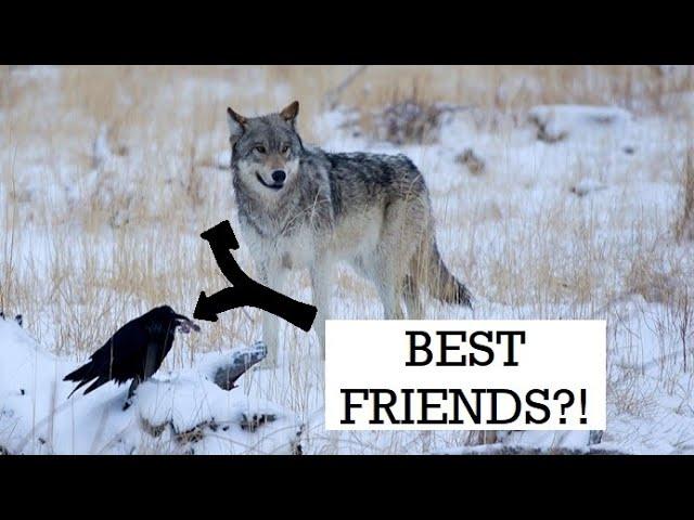 Wolves and Ravens: Nature's Best Friends