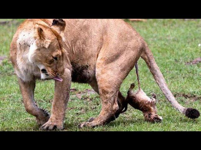 Did you ever see a Lion giving birth?