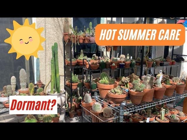 How to Care for #Cactus during SUMMER | #growcactus #summerdormancy