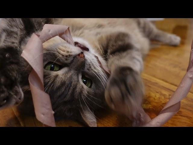 Yuki play with Daddy | CUTE CAT STORIES OF PURR MEOW