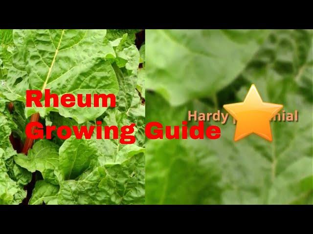 Rheum Growing Guide (Rhubarb) by GardenersHQ