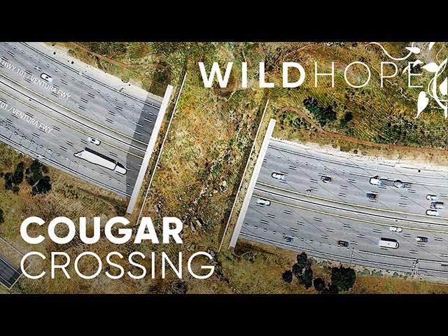 One Cougar’s Legacy in the Heart of Hollywood | WILD HOPE