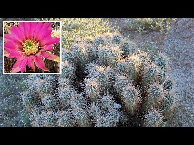 Strawberry Hedgehog Cactus (Echinocereus engelmannii), Anza-Borrego, Sonoran Desert - Calico Cactus