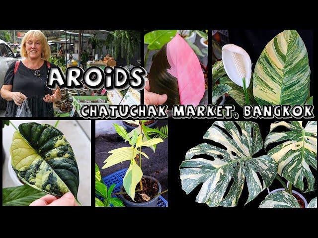 Aroids at Chatuchak Plant Market, Bangkok (2 of 4)