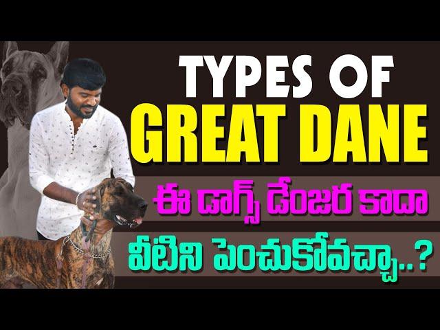 Types of Great Dane Dogs || Full Information In telugu || part 2