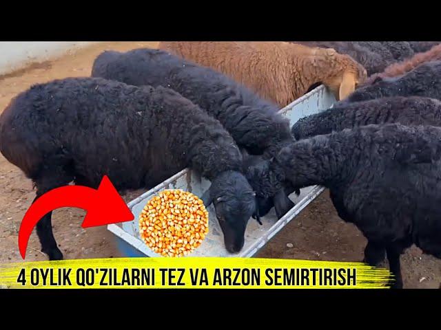 4 OYLIK QO'ZILARNI 4 OYDA TAYORLASH SIRI MANA QANDAY BOQILADI.