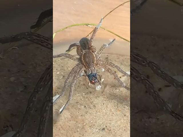 Паук рыболов. ловко ловит жертву #scary #spider #insects #short #shark