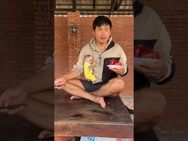 Minea Eat lunch #monkey #minky #babyanimal