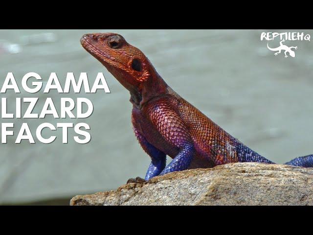 Fascinating Agama Lizard Facts