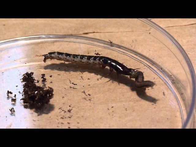 Ground beetle larva attacks a caterpillar