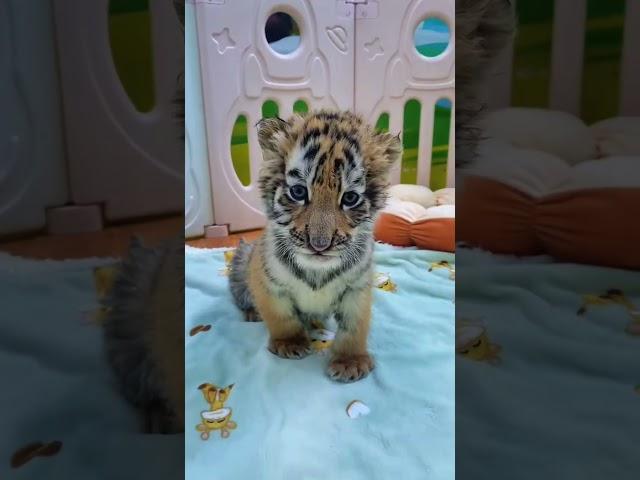 WOW!!! adorable baby #tigercub  #tiger #kitten #foryou #fpy #cute #kitty #zoo #adorable