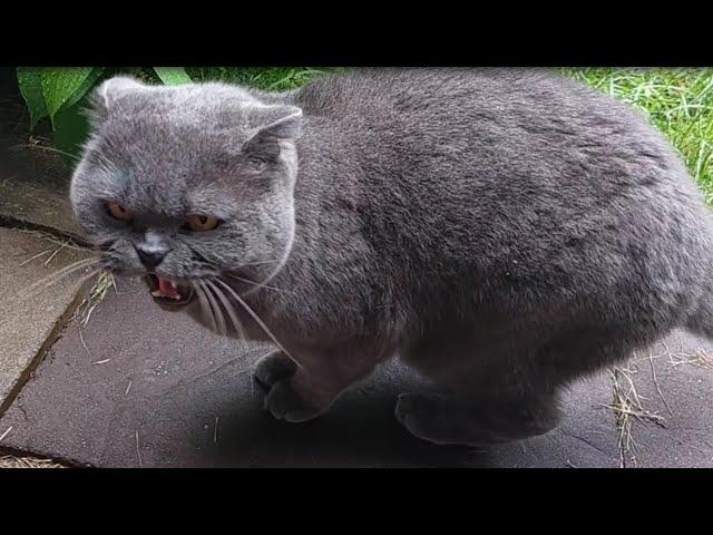 Сильвер психует, что идёт дождь / The cat doesn't like the rain