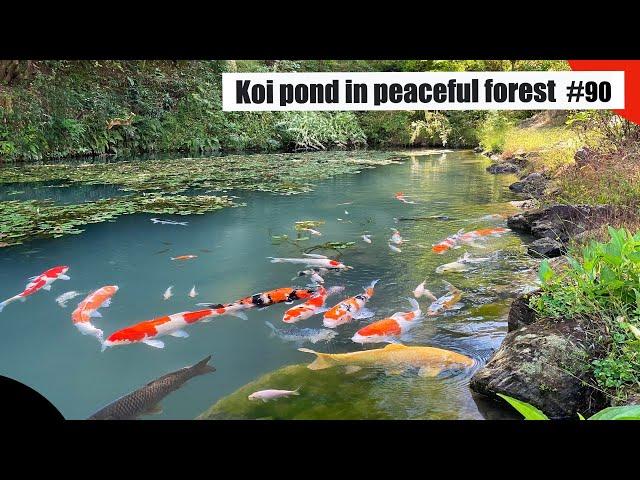 Japanese koi pond in peaceful koi pond(Manets pond,Yamagata, Gifu)