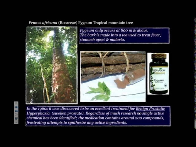 Medicinal and Edible Plants of Cameroon