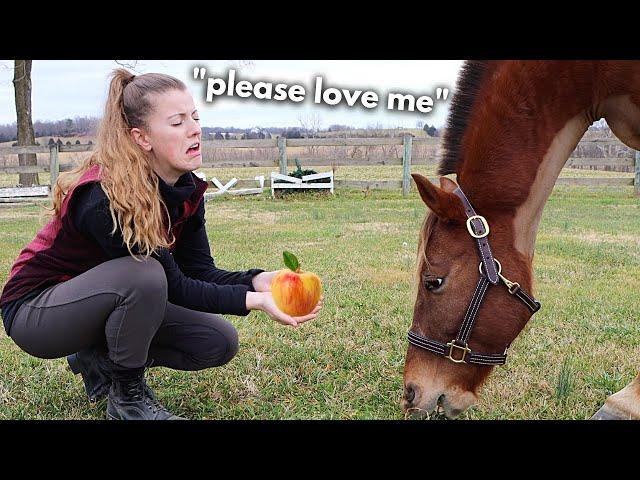 How To Build A Relationship With A Horse