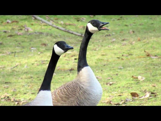 Canada Geese HONKING ANGRY Get into Fight with Flock