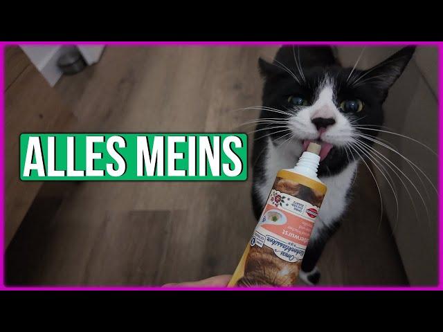 Wenn Katzen sich wie kleine Kinder benehmen 