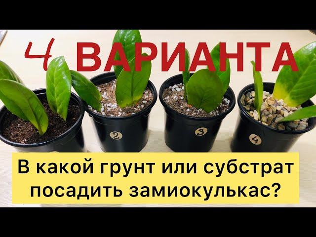 В КАКОЙ ГРУНТ ИЛИ СУБСТРАТ ПОСАДИТЬ ЗАМИОКУЛЬКАС? / Эксперимент / 4 ВАРИАНТА