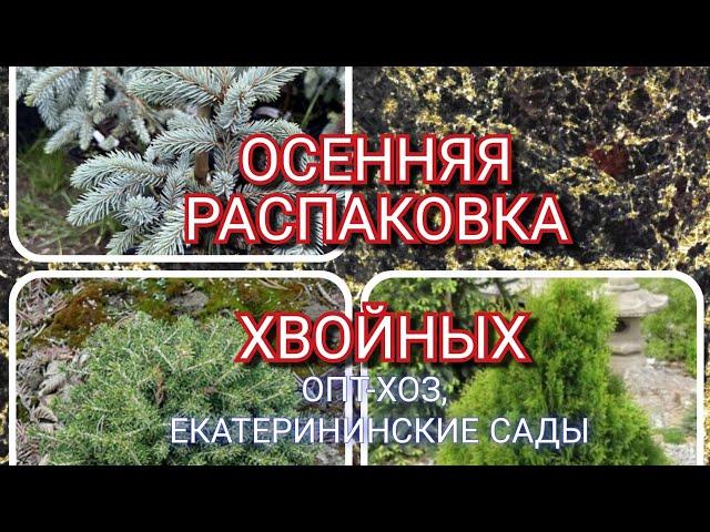 Осенняя распаковка хвойныхДОЛГОЖДАННЫЕ растения во всех смыслах) Что происходит с доставкой?