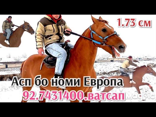 Асп бо номи Европа фурӯхта мешавад.92.7431400.ватсап