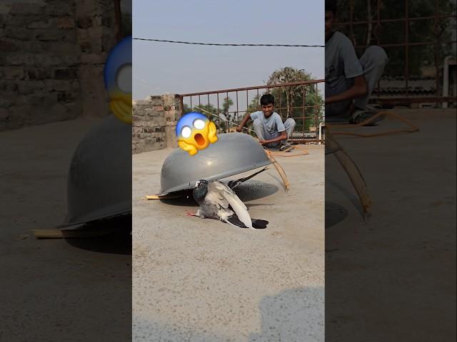 The pigeon ran away  pigeon viral video #pigeon #kabutar #birds #trending #shortsfeed #shorts