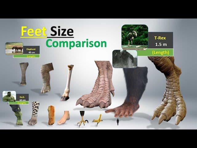 Feet Size Comparison | Human | Animal| Fictional and Monster Feet size