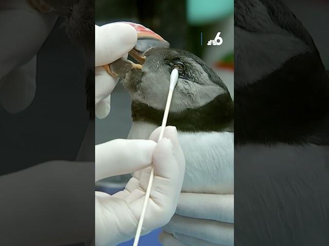 Injured Atlantic Puffin found on Miami Beach