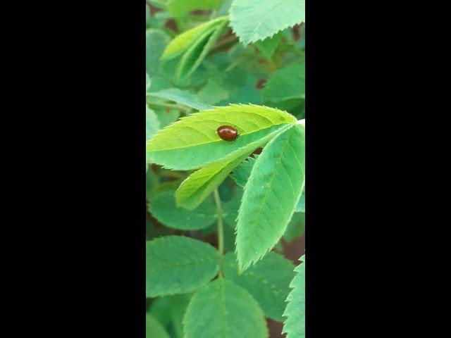 First Come Aphids Then Come Ladybirds.  The Cycle of Life