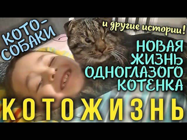 КОТО-СОБАКИ, НОВАЯ ЖИЗНЬ ОДНОГЛАЗОГО КОТЕНКА и другие истории!КОТОЖИЗНЬ!