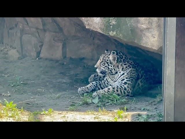 A little jaguar girl rests in the shade during the midday heat. Her mother came to her.