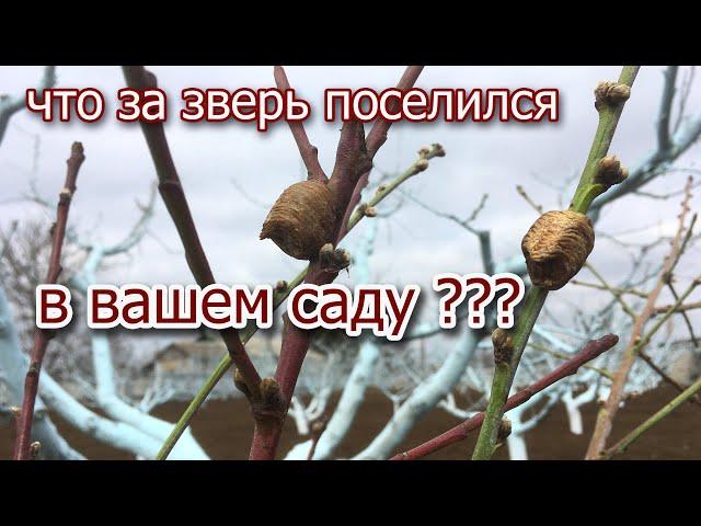 Что за ЗВЕРЬ поселился в САДУ ???