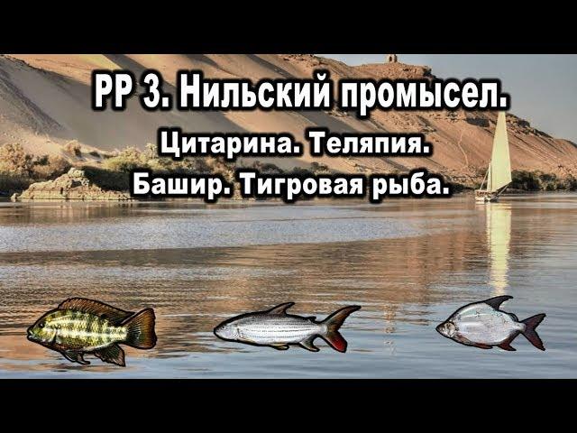 РР3. Нильский промысел. Цитарина. Теляпия. Башир. Тигровая рыба.