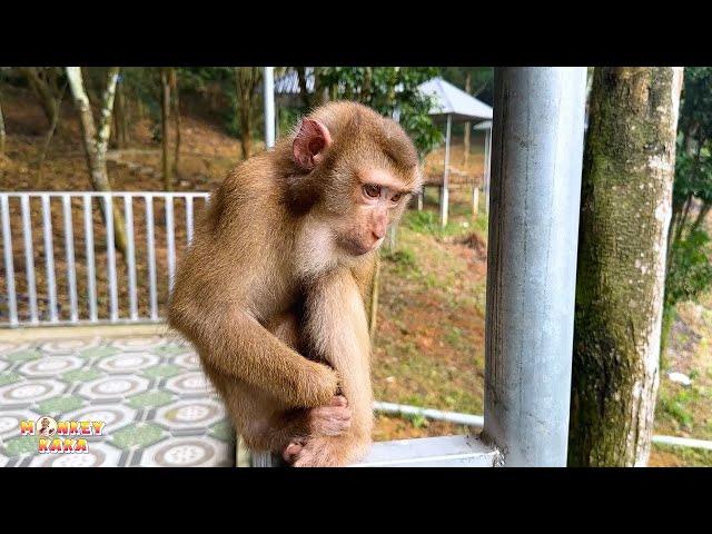 Dad's Return to the Forest: Will Monkey Kaka Be Safe?
