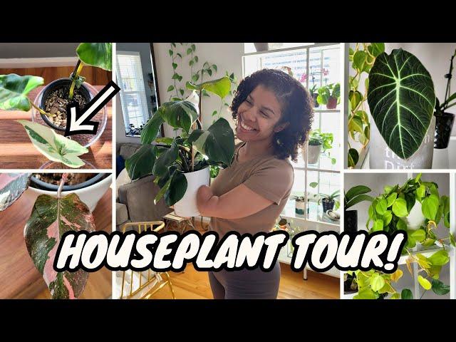 CHILL Indoor Houseplant Tour  | Spring 2024