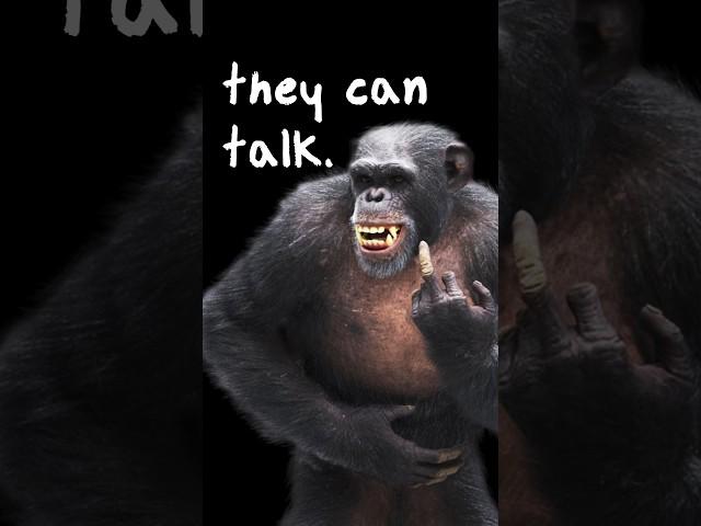 Chimpanzees Can Actually Speak