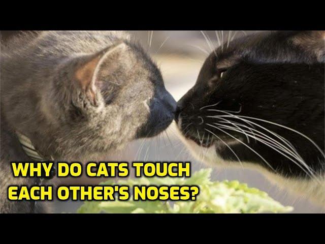 Why Do Cats Boop (Tap) Noses?