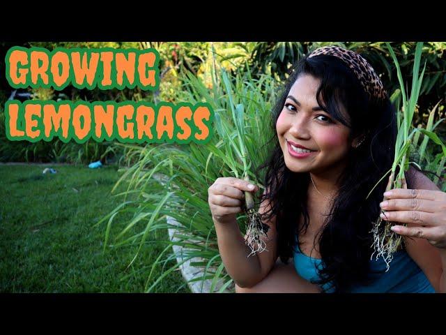 How to Grow Lemongrass (Different Stages)