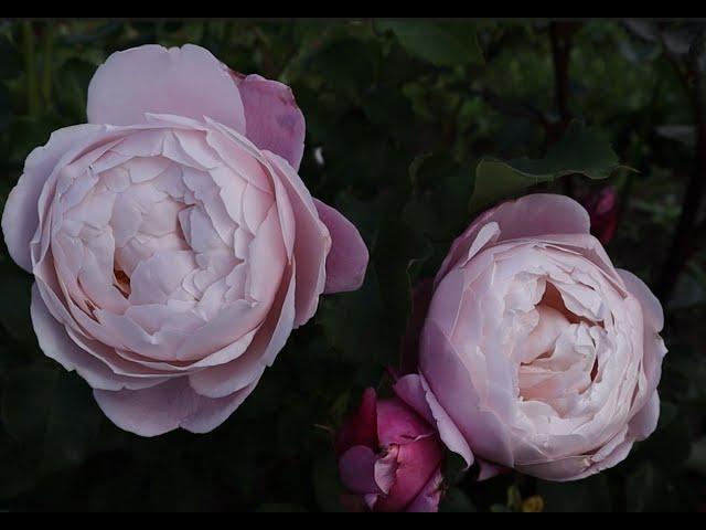 Японская роза Плум -  невероятно красивая, нежная и ароматная роза! Rose Plume