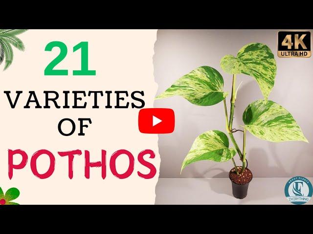 21 Pothos Varities With Name | Stunning Pothos Species You Need to Know | Indoor Pothos Plants.