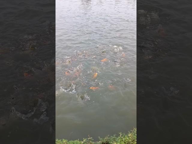 fishing short video.. #fishing #fish #funny #funnycomedy #comedyg #comedyvideos #comedyshorts