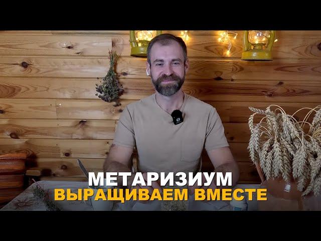 НЕОГРАНИЧЕННЫЙ ЗАПАС МЕТАРИЗИУМА. Как в домашних условиях наращивать самостоятельно метаризиум.