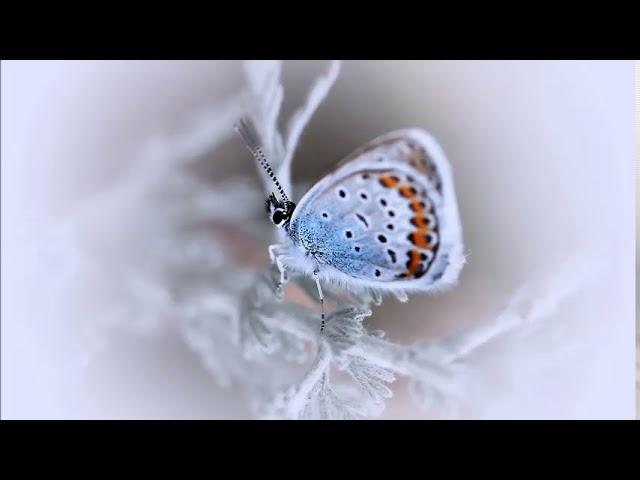 Butterfly - Wonderful World