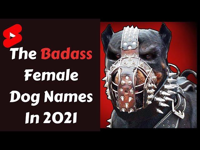 The Badass Female Dog Names In 2021 #shorts