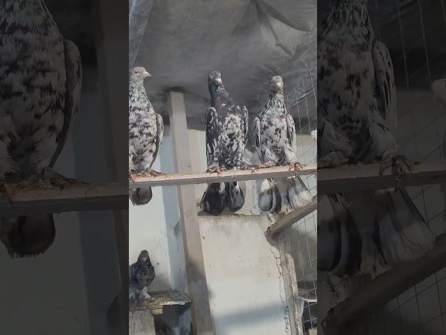 Чёрный мрамор бакинский