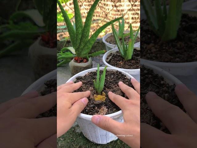 Growing Aloe Vera According to Farmer's Standards