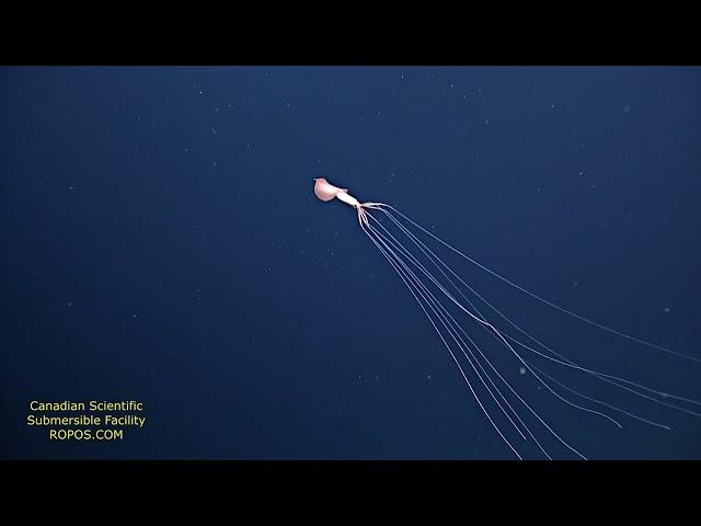 Bigfin Squid Magnapinna Squid