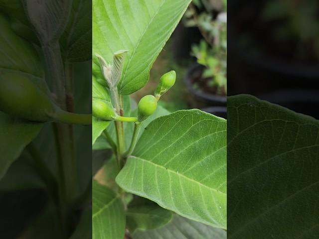 Japan Guava | Red Diamond Guava Flowering started in pot