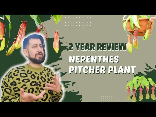 Nepenthes x ventrata Review |  2 Years Later | A.K.A Tropical Pitcher Plant or Monkey Jars