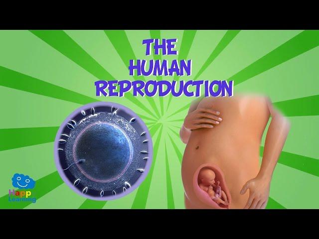 The Human Reproduction | Educational Video for Kids